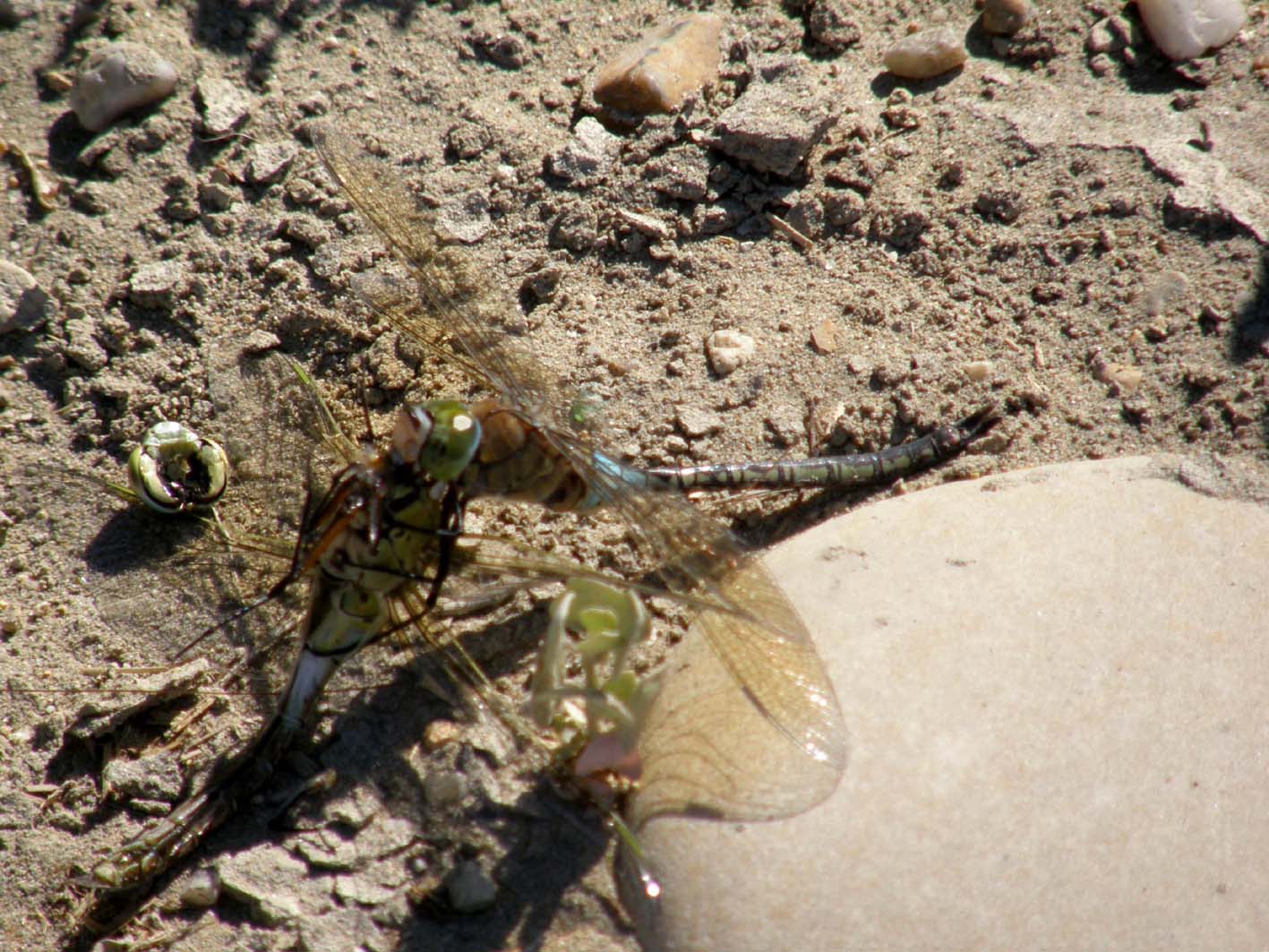 Libellula cannibale- Anax parthenope